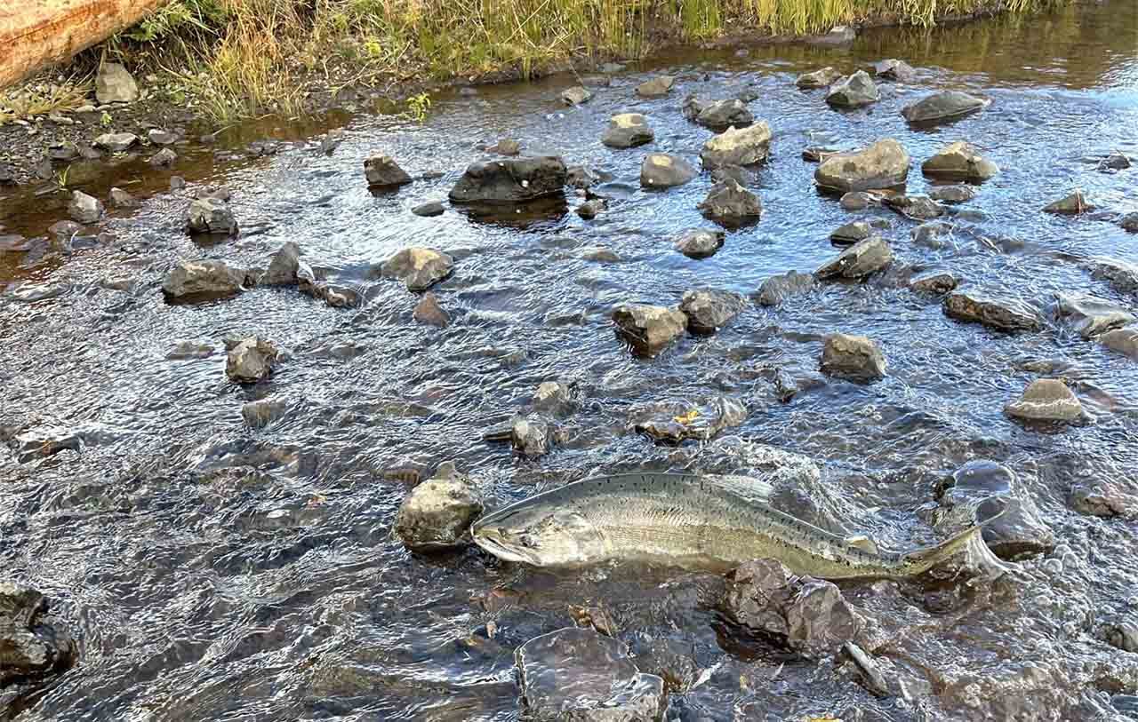 研究人員追蹤大壩拆除後克拉馬斯河鮭魚產卵量的增加每日訊息